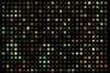 pMC.CMV-MCS-EF1Î±-GFP-SV40polyA Parental Minicircle Cloning Vector 